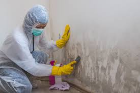 Trusted Tyler, MN Mold Removal Experts